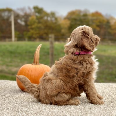 Cavapoo Red and White Puppy for sale - AYCP4969