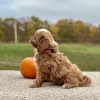Cavapoo Red and White Puppy for sale - AYCP4969