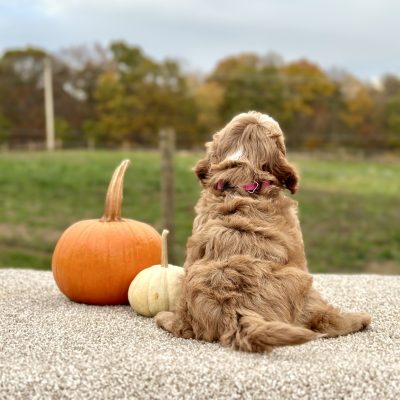 Cavapoo Red and White Puppy for sale - AYCP4969