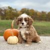 Cavapoo Red and White Puppy for sale - AYCP4968