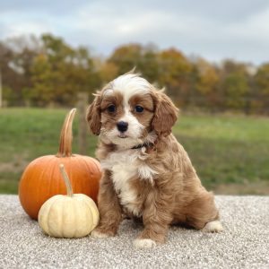 Cavapoo Red and White Puppy for sale - AYCP4968