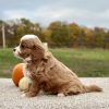 Cavapoo Red and White Puppy for sale - AYCP4968