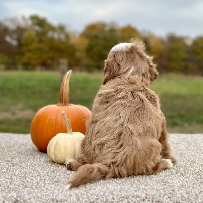 Cavapoo Red and White Puppy for sale - AYCP4968
