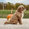 Cavapoo Red and White Puppy for sale - AYCP4968