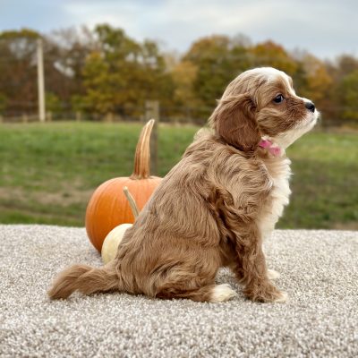 Cavapoo Red and White Puppy for sale - AYCP4968