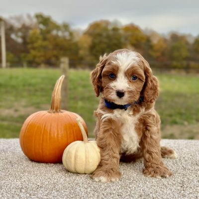Cavapoo Red and White Puppy for sale - AYCP4966