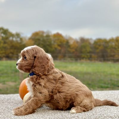 Cavapoo Red and White Puppy for sale - AYCP4966