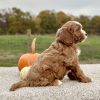 Cavapoo Red and White Puppy for sale - AYCP4966