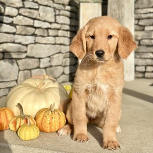 Girl Pearl - Golden Retriever