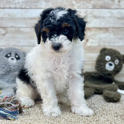 Poodle Black and White Puppy for sale - LMPE0916