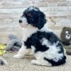 Poodle Black and White Puppy for sale - LMPE0916