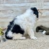 Poodle Black and White Puppy for sale - LMPE0916