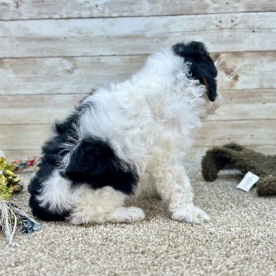 Poodle Black and White Puppy for sale - LMPE0916