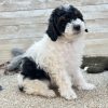 Poodle Black and White Puppy for sale - LMPE0916