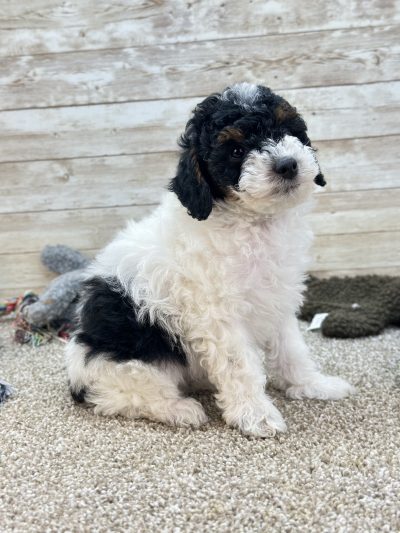 Poodle Black and White Puppy for sale - LMPE0916