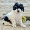 Poodle Black and White Puppy for sale - LMPE0916