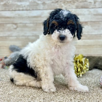 Poodle Black and White Puppy for sale - LMPE0916