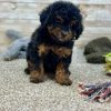 Poodle Black and Brown Puppy for sale - LMPE0900