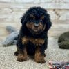 Poodle Black and Brown Puppy for sale - LMPE0900