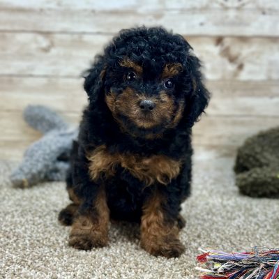 Poodle Black and Brown Puppy for sale - LMPE0900