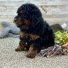 Poodle Black and Brown Puppy for sale - LMPE0900