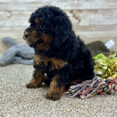 Poodle Black and Brown Puppy for sale - LMPE0900