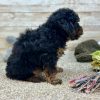 Poodle Black and Brown Puppy for sale - LMPE0900