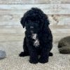 Poodle Black and White Puppy for sale - LMPE0898