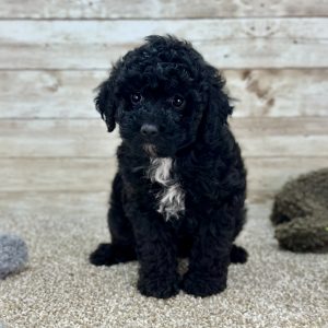 Girl Baylee - Poodle