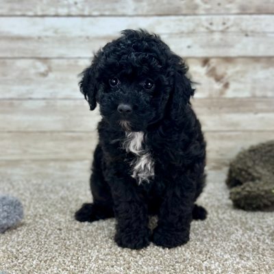 Poodle Black and White Puppy for sale - LMPE0898