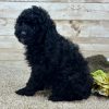 Poodle Black and White Puppy for sale - LMPE0898