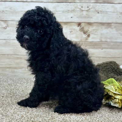 Poodle Black and White Puppy for sale - LMPE0898