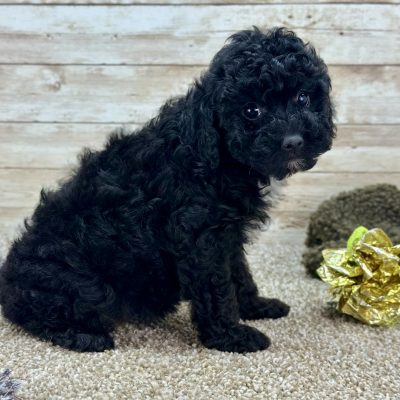 Poodle Black and White Puppy for sale - LMPE0898