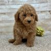 Poodle Red Puppy for sale - LMPE0909
