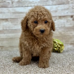 Poodle Red Puppy for sale - LMPE0909