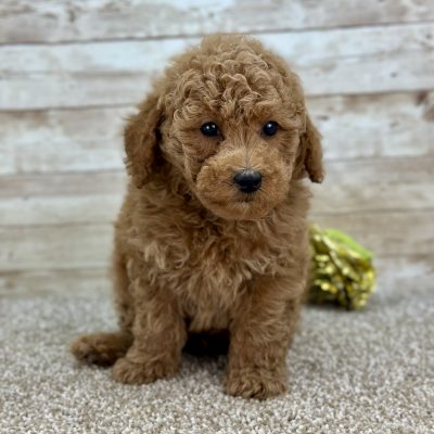 Poodle Red Puppy for sale - LMPE0909