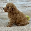 Poodle Red Puppy for sale - LMPE0909