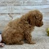 Poodle Red Puppy for sale - LMPE0909
