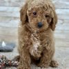 Poodle Brown and White Puppy for sale - LMPE0912