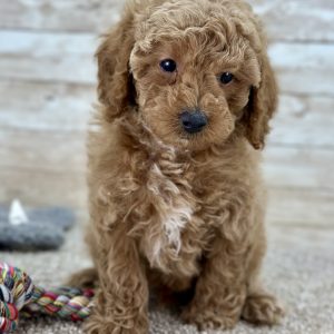 Poodle Brown and White Puppy for sale - LMPE0912