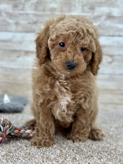Poodle Brown and White Puppy for sale - LMPE0912