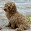 Poodle Brown and White Puppy for sale - LMPE0912