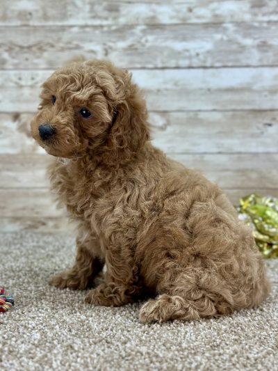 Poodle Brown and White Puppy for sale - LMPE0912