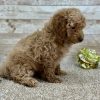 Poodle Brown and White Puppy for sale - LMPE0912