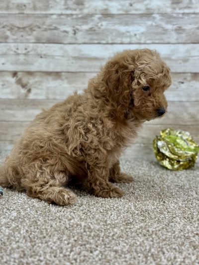 Poodle Brown and White Puppy for sale - LMPE0912