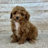 Poodle Red and White Puppy for sale - LMPE0906