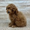 Poodle Red and White Puppy for sale - LMPE0906
