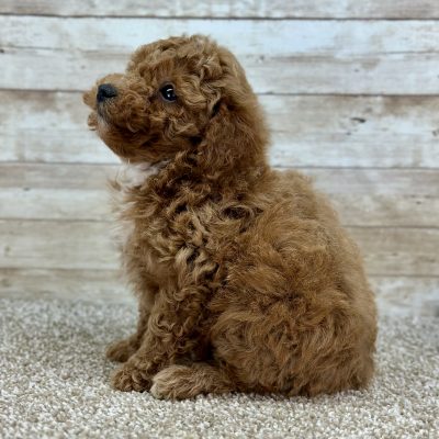 Poodle Red and White Puppy for sale - LMPE0906