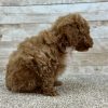 Poodle Red and White Puppy for sale - LMPE0906
