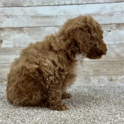 Poodle Red and White Puppy for sale - LMPE0906
